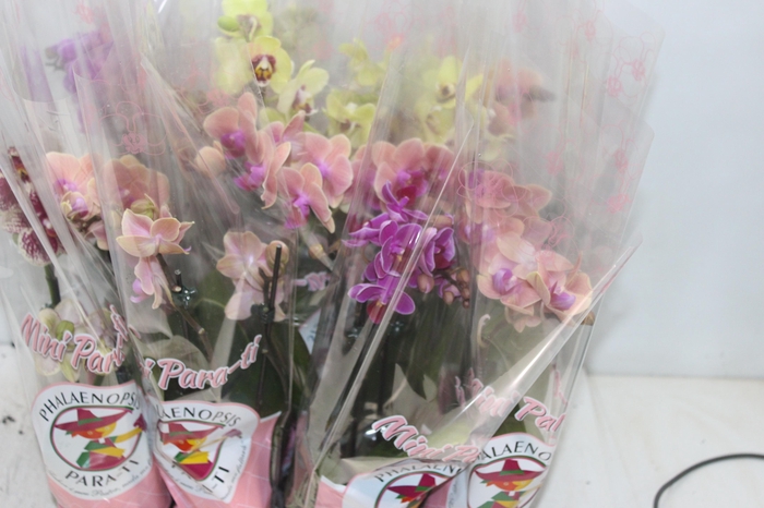 <h4>PHALAENOPSIS MINI P09 2 HT</h4>