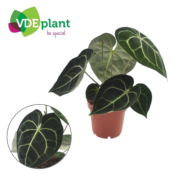 <h4>Anthurium Crystallinum</h4>