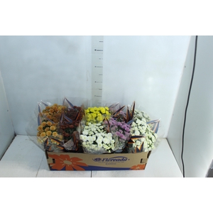 CRISANTEMO BOLA BELGA JASODA P11 VARIADO