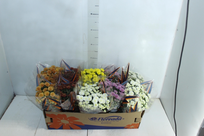 <h4>CRISANTEMO BOLA BELGA JASODA P11 VARIADO</h4>