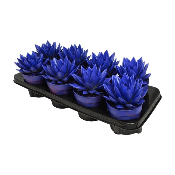 <h4>Echeveria coloured dark blue</h4>