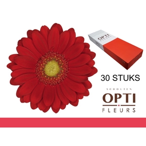 GE MI LIPSTICK-Doosx30