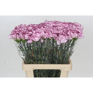 Dianthus St Mudah