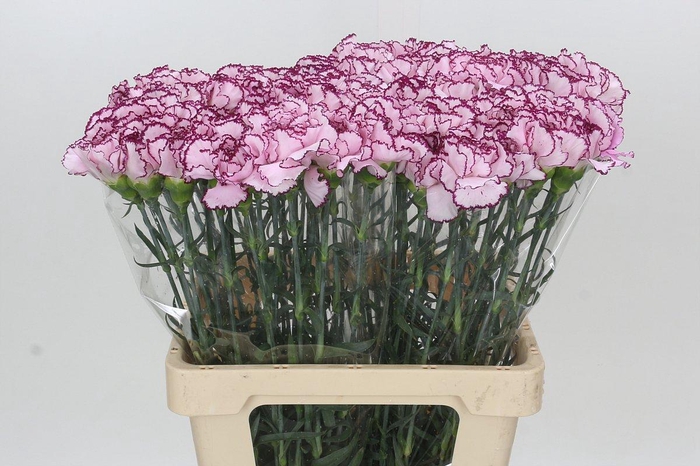 <h4>Dianthus St Mudah</h4>