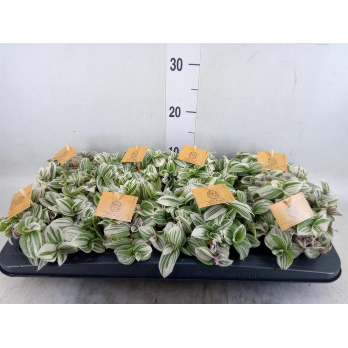 <h4>Tradescantia   ...</h4>