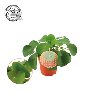 Pilea peperomoides