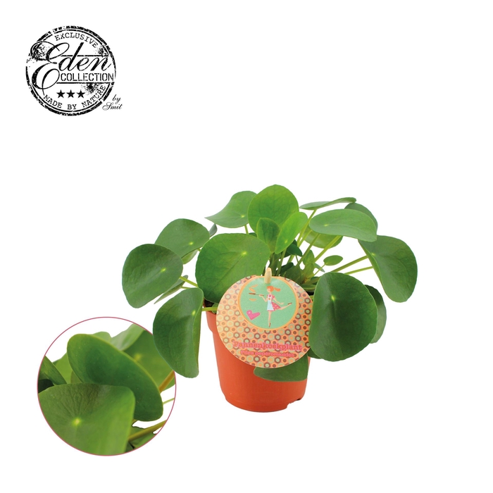 <h4>Pilea peperomoides</h4>