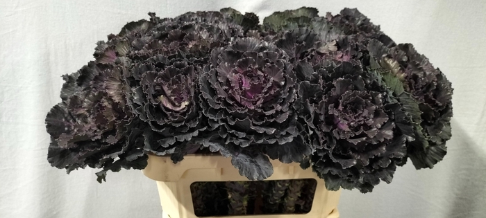 <h4>BRASS BLACK LEAF</h4>