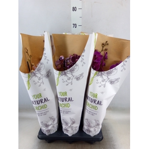 Phalaenopsis   ...mix