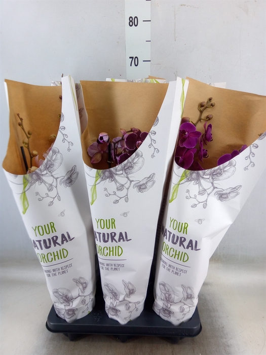 <h4>Phalaenopsis   ...mix</h4>
