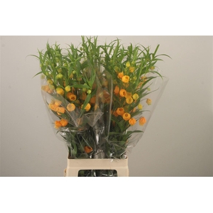 Sandersonia Roy High