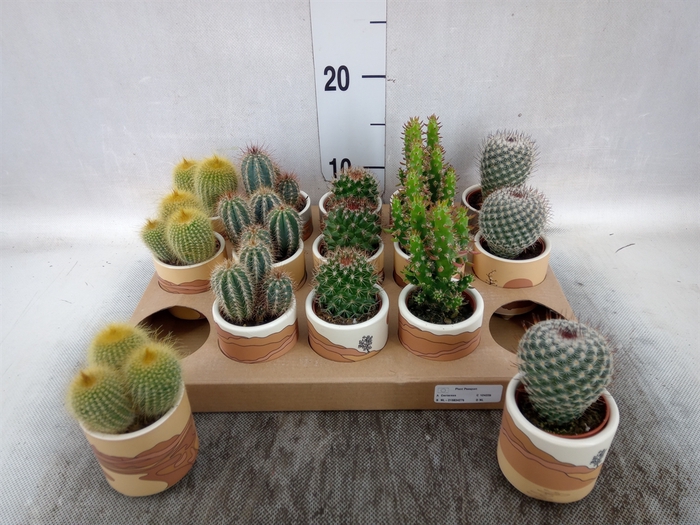 <h4>Cactus   ...mix</h4>