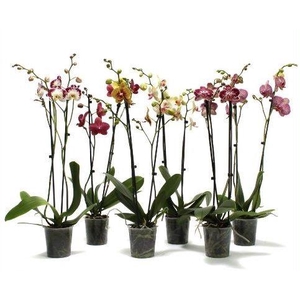 Phal Special Mix 2T14+
