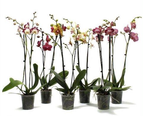 <h4>Phal Special Mix 2T16+</h4>