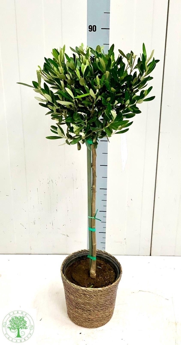 <h4>OLEA EUROPAEA</h4>