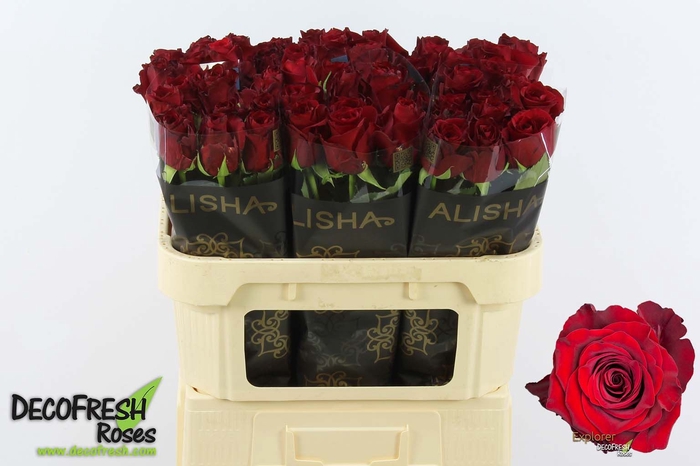 <h4>R Gr Explorer Alisha</h4>