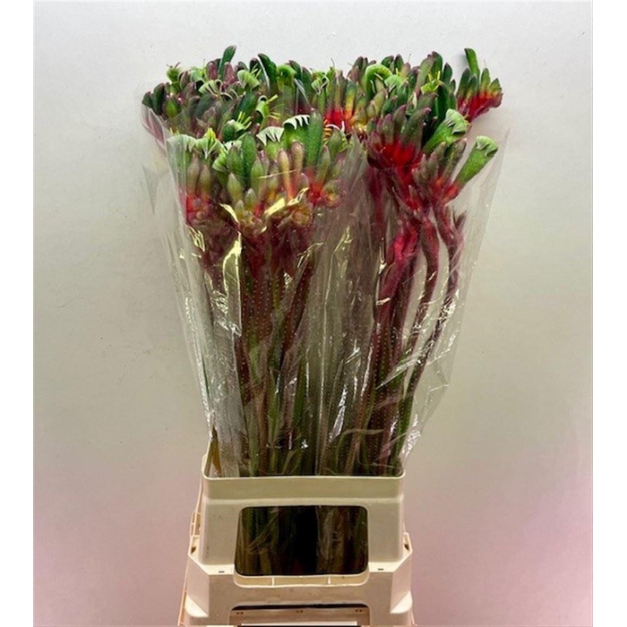 <h4>Anigoz Royal Cheer</h4>