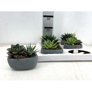 ARR SUCCULENTEN