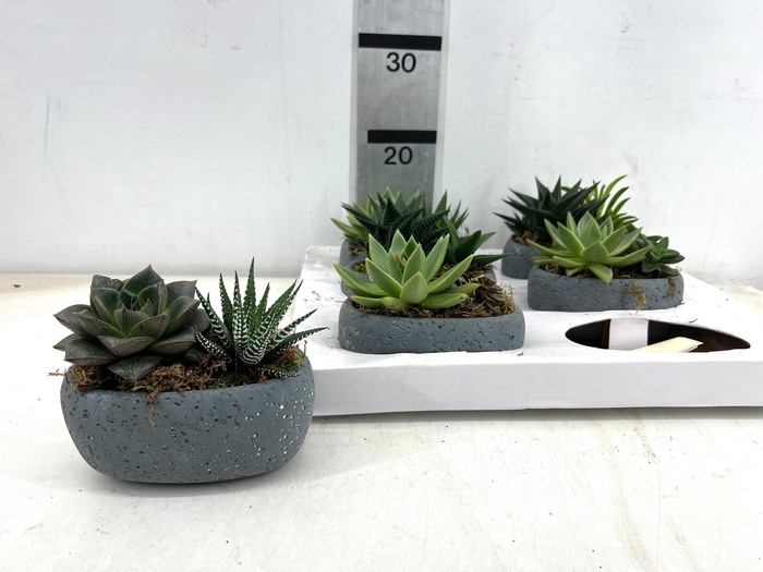 <h4>ARR SUCCULENTEN</h4>