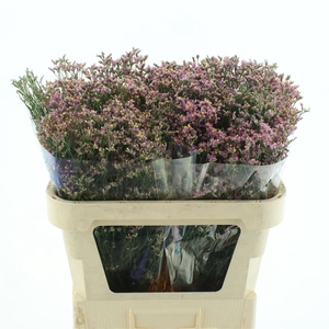 Limonium Joy Pink X50