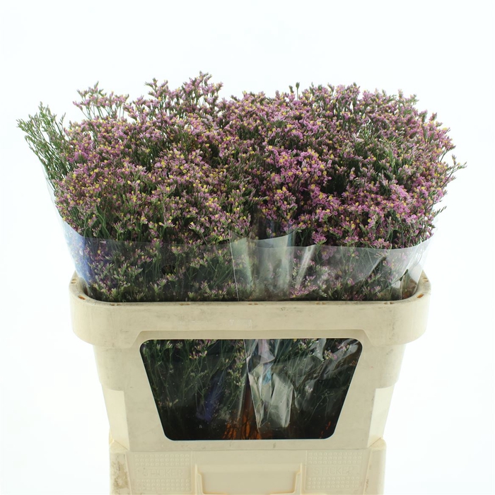 <h4>Lim Sin Soul Diamond Pink</h4>