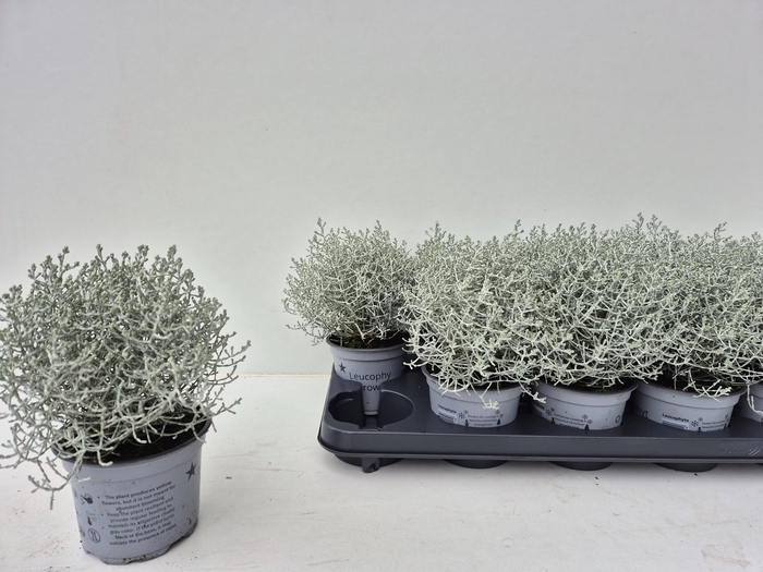 <h4>LEUCOPH BROWNII</h4>