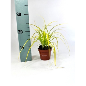 Carex Evercolor Everillo p10,5