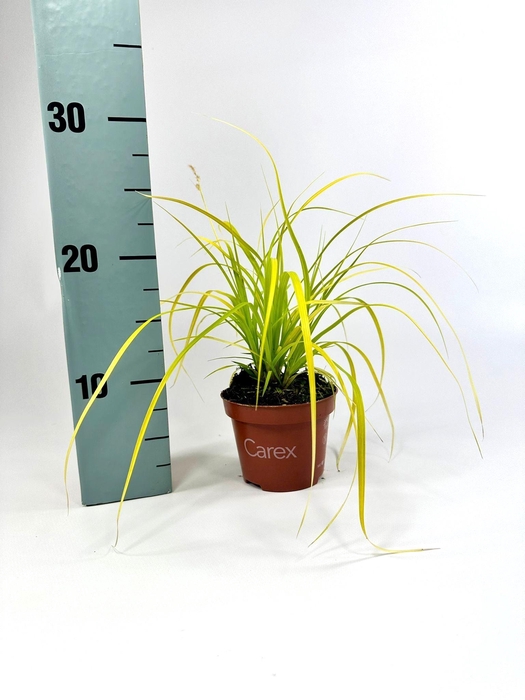 <h4>Carex Evercolor Everillo p10,5</h4>