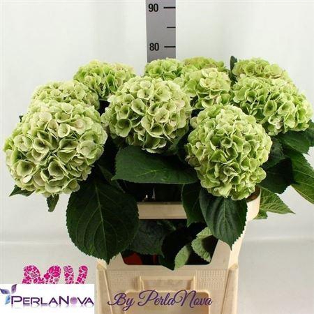 <h4>Hydr M My Matcha Cl</h4>