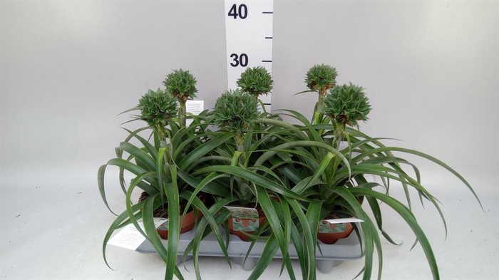 Ananas   ...