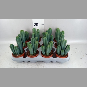 Cereus   ...