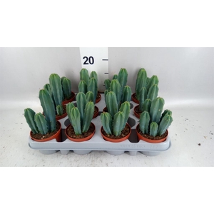 Cereus   ...