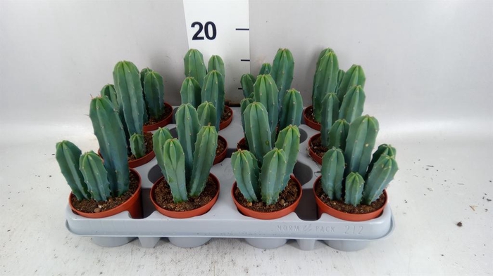 <h4>Cereus   ...</h4>
