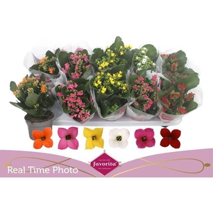 KALANCHOE MIX FAVORITA