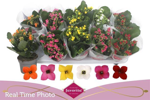 <h4>KALANCHOE MIX FAVORITA</h4>