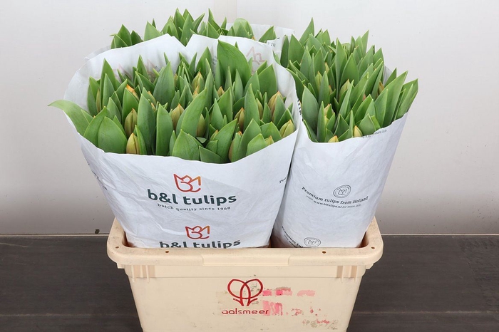 <h4>Tu En Marit</h4>