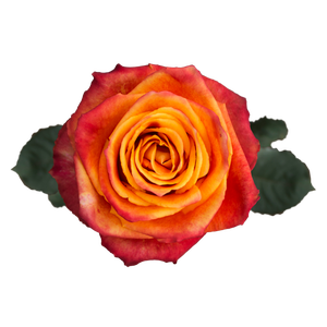 R GR SILANTOI Naranjo