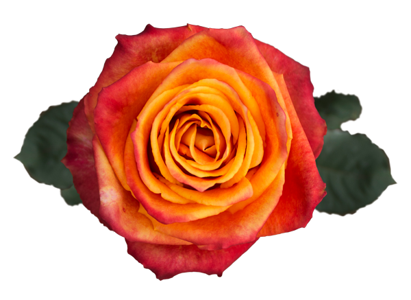 <h4>R GR SILANTOI Welyflor</h4>