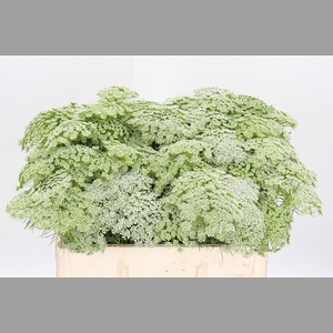 Ammi Majus Visnaga