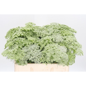 Ammi Majus Visnaga