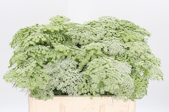 <h4>Ammi Majus Visnaga</h4>