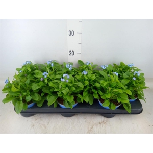 Myosotis sylv. 'Mon Amie'