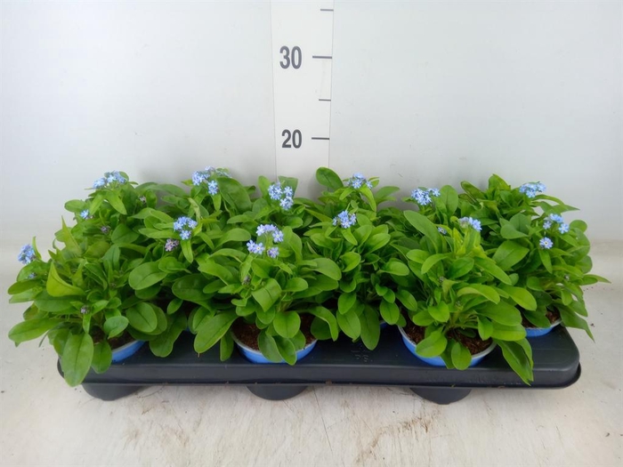 <h4>Myosotis sylv. 'Mon Amie'</h4>