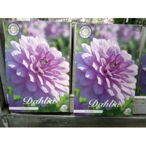 Dahlia   ...flowerbulbs