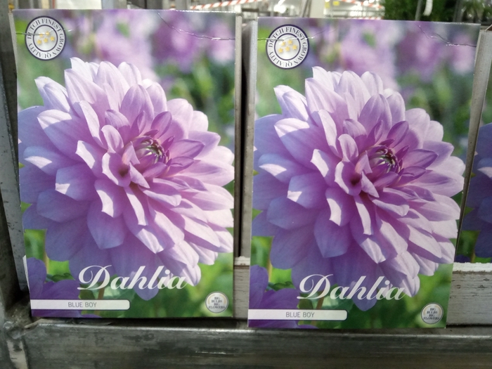 <h4>Dahlia   ...flowerbulbs</h4>