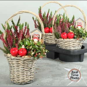 ARR TUINPLANTEN