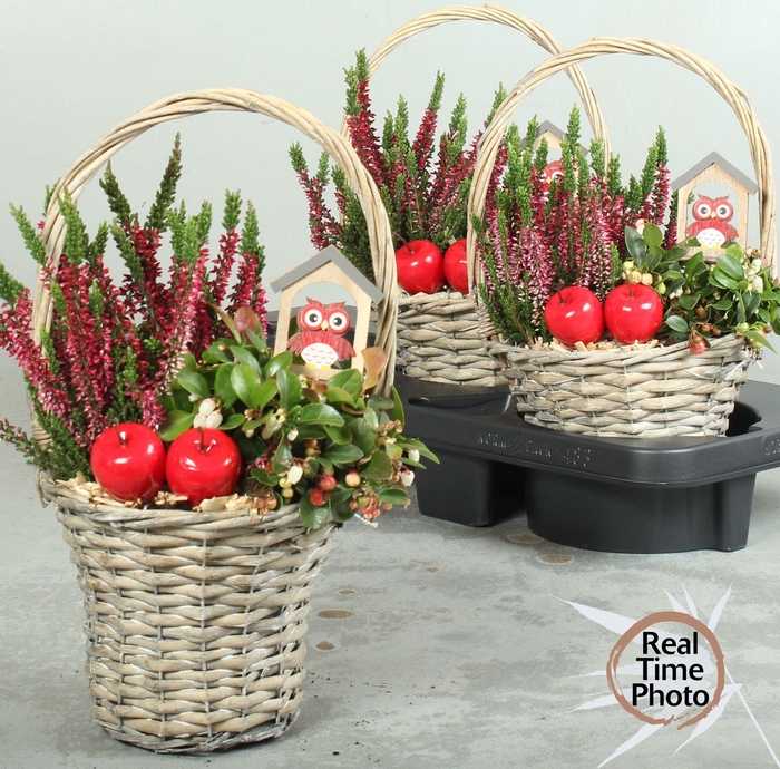 <h4>ARR TUINPLANTEN</h4>