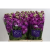 Matthiola incana StoX Deep Rose