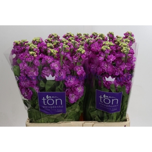 Matthiola incana StoX Deep Rose