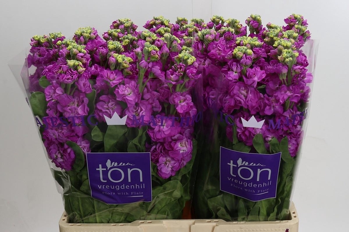 <h4>Matthiola incana StoX Deep Rose</h4>